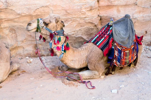 Bedouin camel — Stock Photo, Image