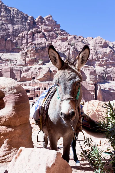 Ruins of ancient city Petra and donkey — Stock Photo, Image