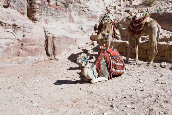 Бедуинские верблюды — стоковое фото