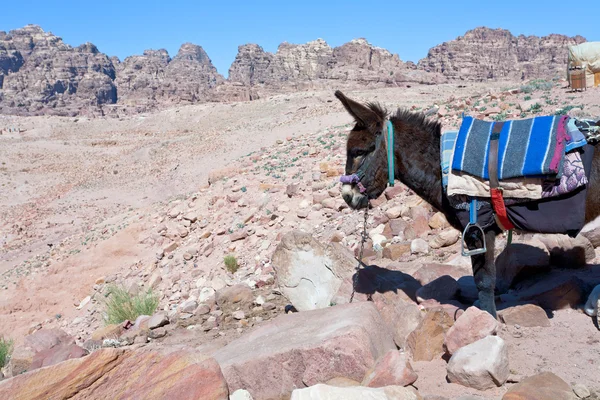 Bedouin donkey in stone dessert of Petra — Stock Photo, Image