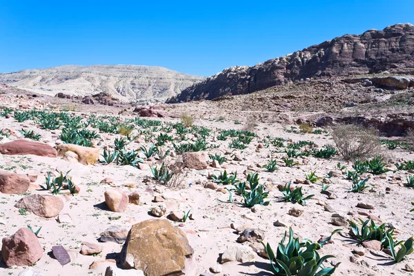 石头的全景沙漠谷在佩特拉 — 图库照片