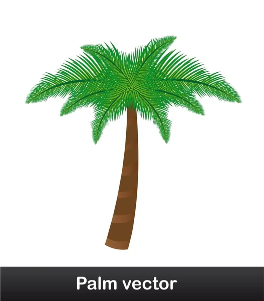 Пальмовый вектор — стоковый вектор