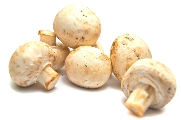 Frische Pilze auf weiß — Stockfoto