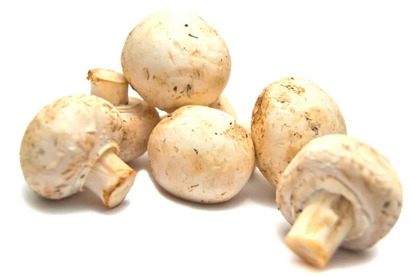 화이트에 신선한 champignons — 스톡 사진