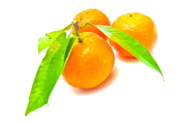 Tři mandarinky na větvi — Stock fotografie