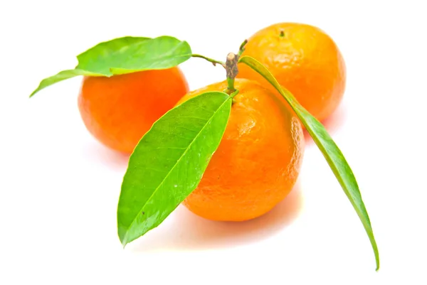 Three fresh tangerines on a branch on white — Stock Photo, Image