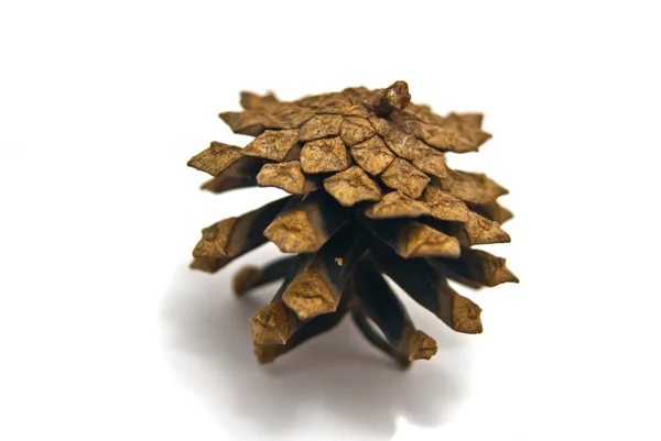 Single pinecone — Stock Photo, Image