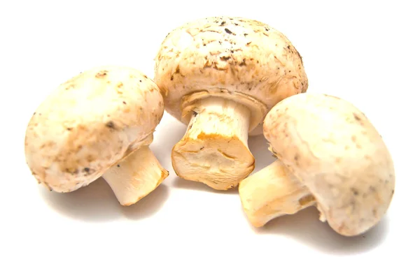 Three fresh champignons — Stock Photo, Image