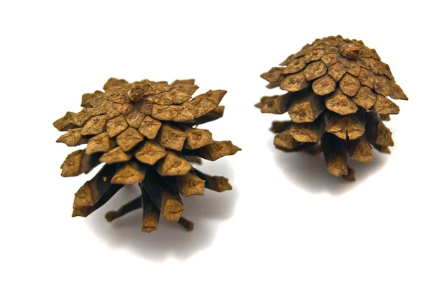 Pinecones close-up — Stock Photo, Image