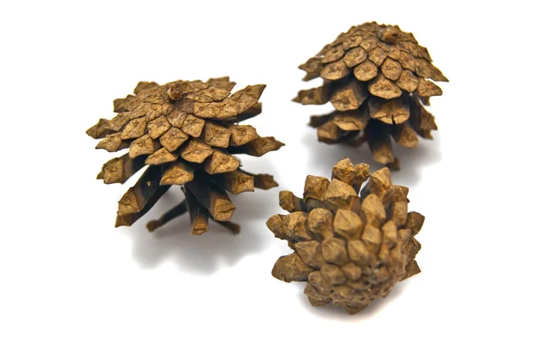 Pinecones on white — Stock Photo, Image