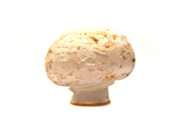 Single champignon — Stock Photo, Image