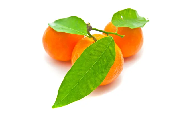 Three tangerines on a branch on white — Stock Photo, Image