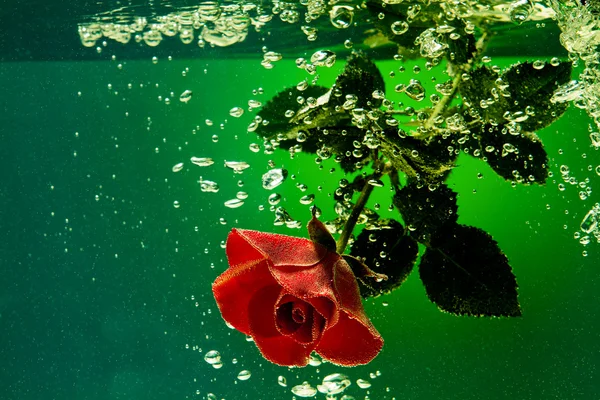 stock image Red Rose on a water