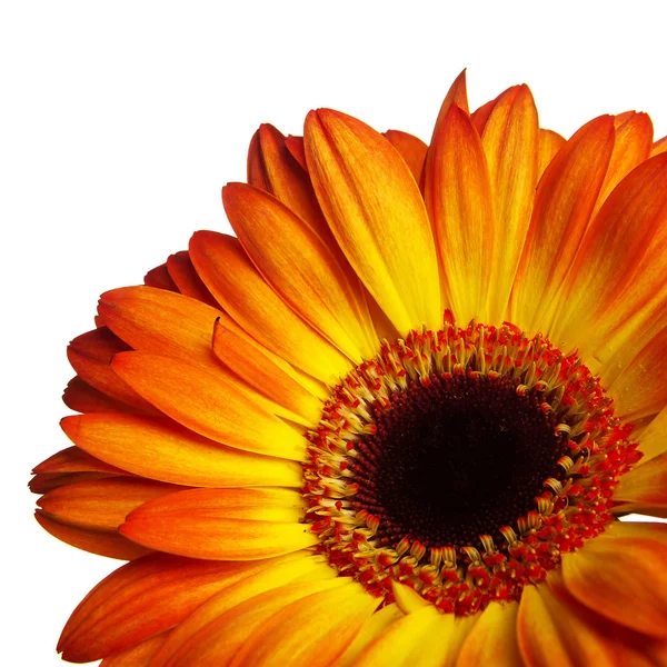 stock image Gerber flower on a white background