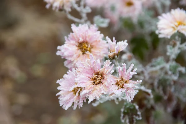 stock image Frozen flower