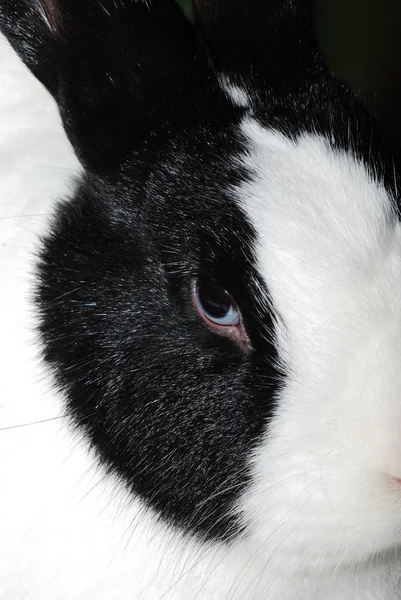 附近的黑兔子 — 图库照片