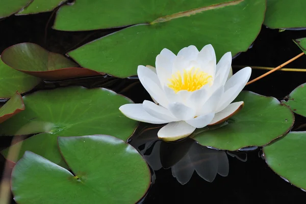 Lily bloomed with reflection — Stock Photo, Image
