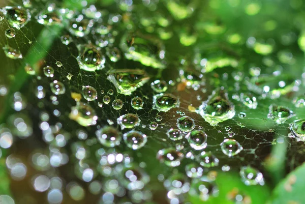 Waterdruppels in het spinnenweb — Stockfoto