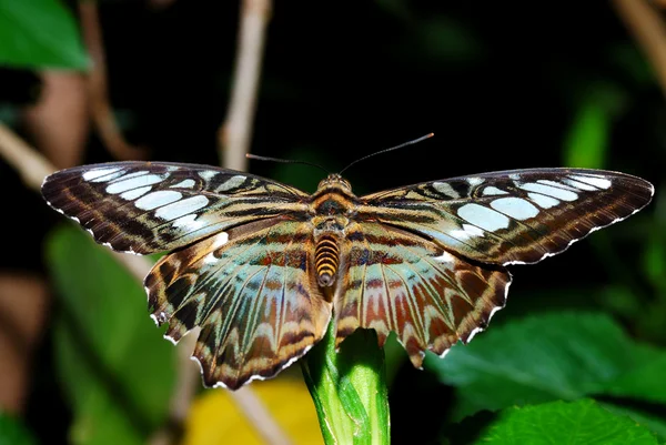 Большая красочная бабочка — стоковое фото
