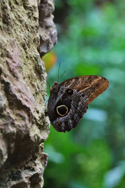 Vlinder zit op een rots — Stockfoto