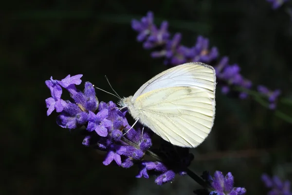 Witte vlinder zittend op lavendel — Stockfoto