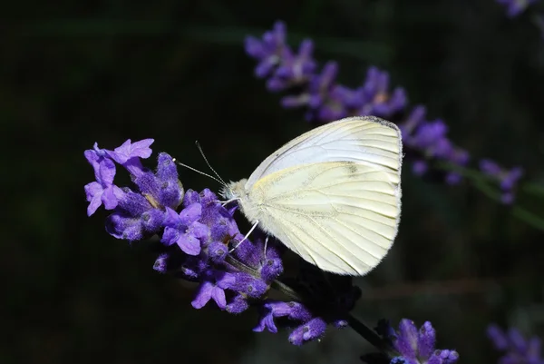 stock image White butterfly sitting on lavender