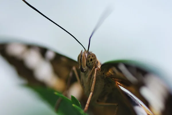 Вид на глаз бабочки — стоковое фото