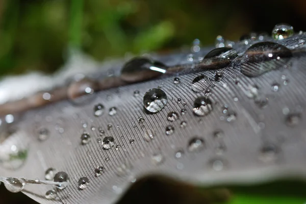 Drops of water on a bird feather — Stock Photo, Image