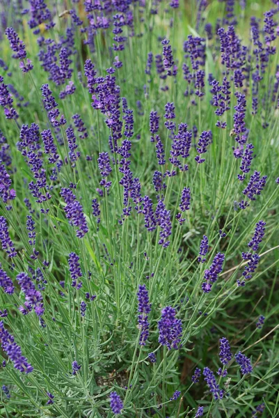 Fragrant lavender — Stock Photo, Image