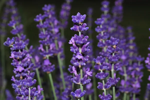 Lavendel stor Visa — Stockfoto