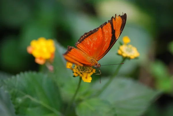 Kupu-kupu oranye — Stok Foto