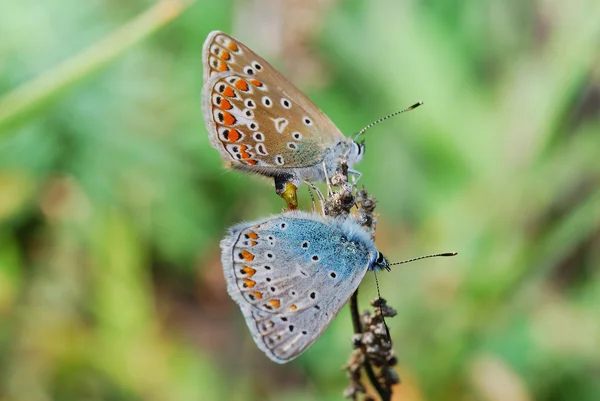 Duas borboletas — Fotografia de Stock
