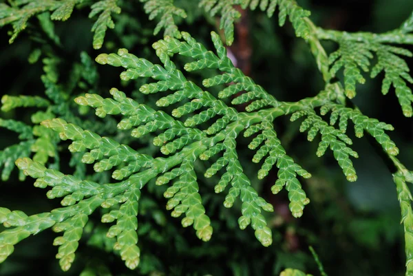 Green leaf thuje — Stock Photo, Image