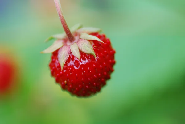 Wenig Erdbeere — Stockfoto