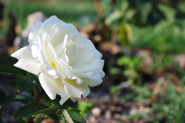 Rosa blanca —  Fotos de Stock