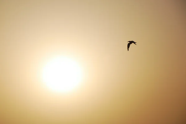 Lintu ja aurinko — kuvapankkivalokuva