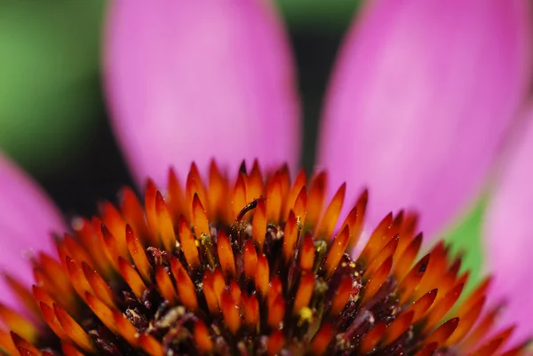 Шип квітка — стокове фото