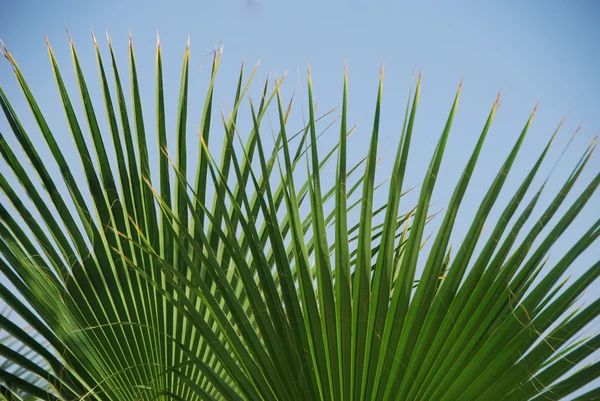 Folha de palmeira na praia — Fotografia de Stock