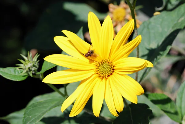 Κίτρινο λουλούδι με μια μύγα — Φωτογραφία Αρχείου