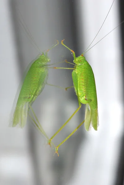 Grasshopper sentado en la ventana —  Fotos de Stock