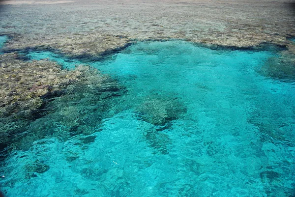 Koralliriutta — kuvapankkivalokuva