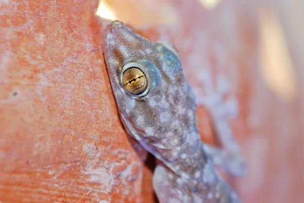 stock image Head of a gecko