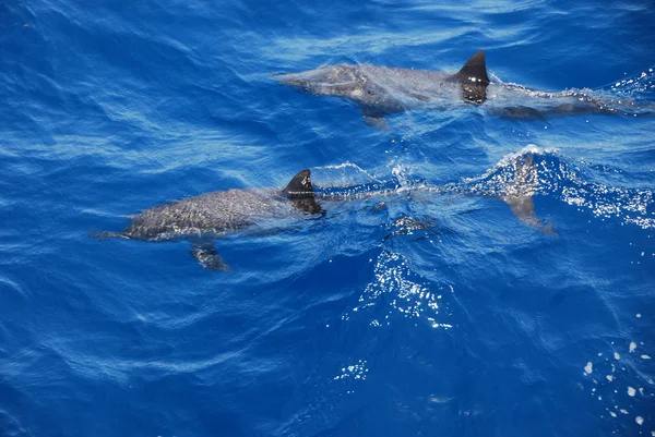 Delfín en el mar — Foto de Stock