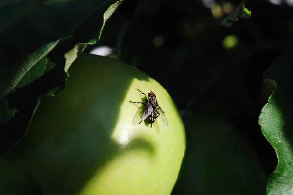 stock image Fly is sitting on apple