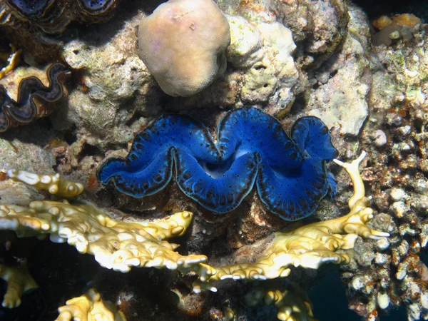 Concha azul — Fotografia de Stock