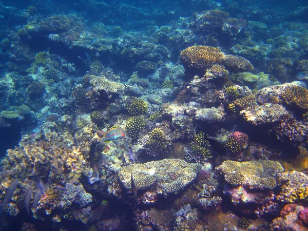 Kolorowy Koral — Zdjęcie stockowe