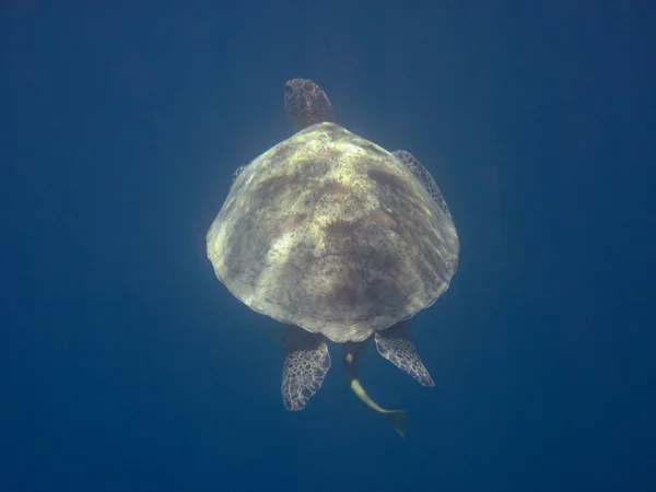 Морська черепаха — стокове фото