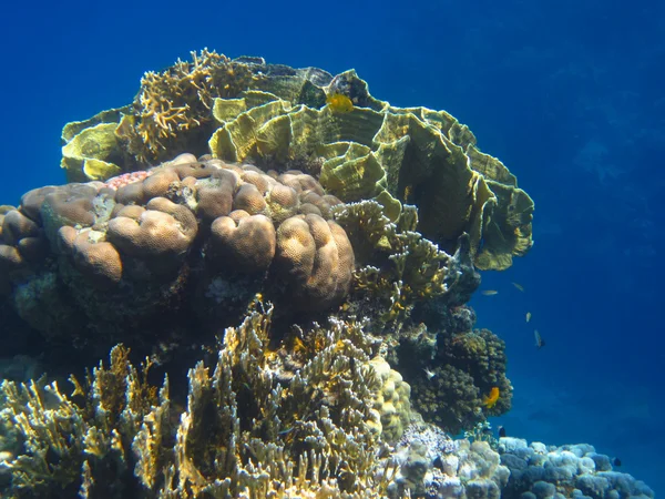 아름 다운 산호 — 스톡 사진