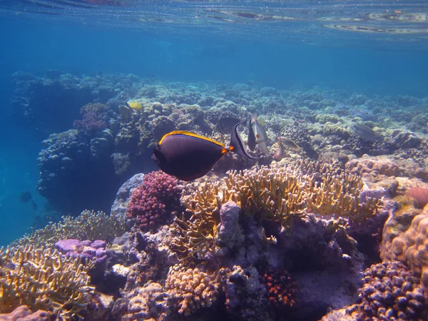 Coral no mar vermelho — Fotografia de Stock