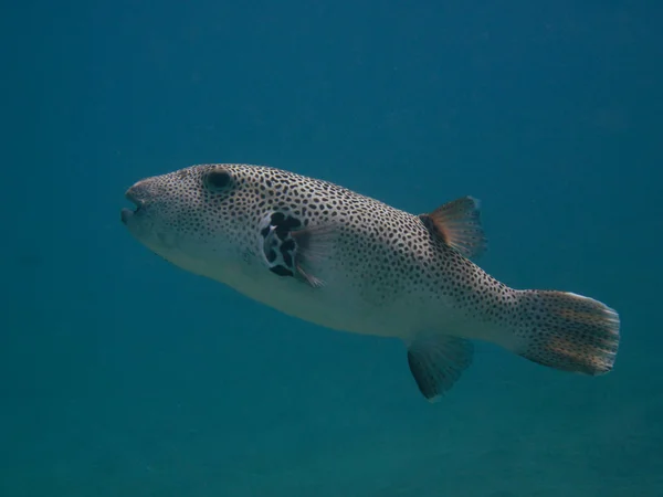 Large fish — Stock Photo, Image